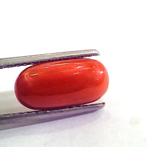 5.05 Carat Natural Italian Red Coral Moonga Gemstone AAAA