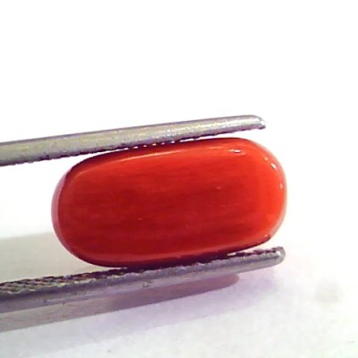 5.05 Carat Natural Italian Red Coral Moonga Gemstone AAAA