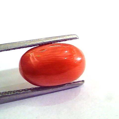 5.06 Carat Natural Italian Red Coral Moonga Gemstone AAAA