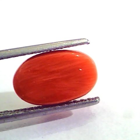 5.06 Carat Natural Italian Red Coral Moonga Gemstone AAAA