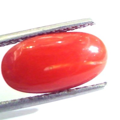 5.18 Ct Untreated Natural Premium Italian Red Coral AAAAA