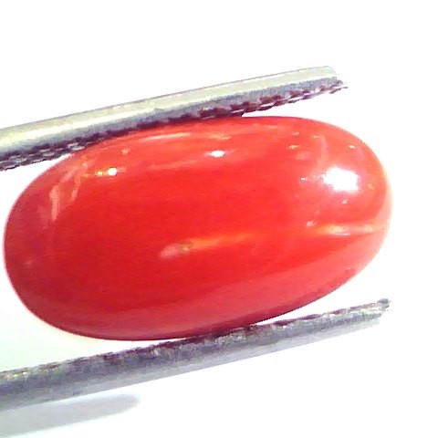 5.18 Ct Untreated Natural Premium Italian Red Coral AAAAA