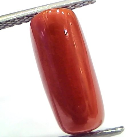 5.16 Ct 8.6 Ratti Natural Untreated Italian Red Coral Moonga Gems