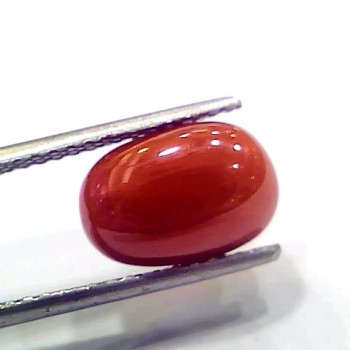 4.93 Ct 5.47 Ratti Natural Italian Red Coral Moonga Gemstone