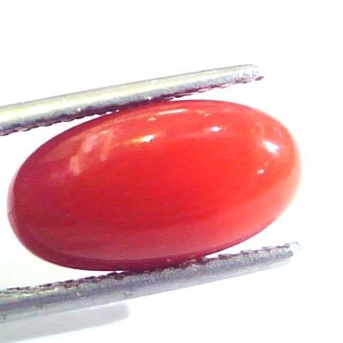 5.18 Ct Untreated Natural Premium Italian Red Coral AAAAA