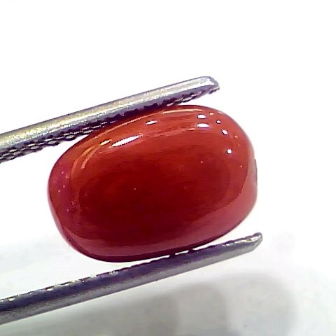 4.93 Ct 5.47 Ratti Natural Italian Red Coral Moonga Gemstone