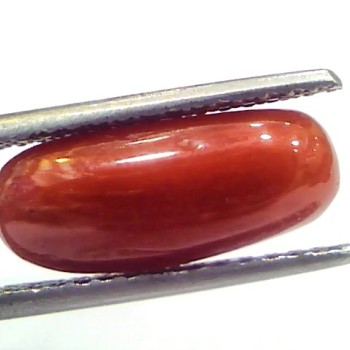 5.20 Ct 5.77 Ratti Natural Untreated Italian Red Coral Moonga Gems