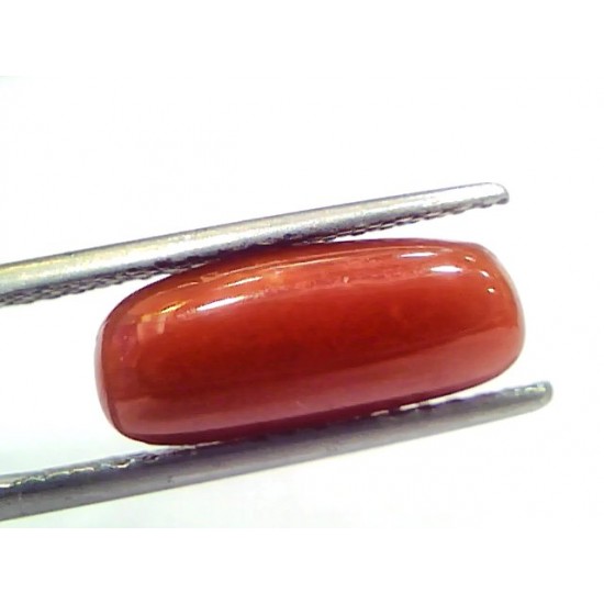 5.20 Ct 5.77 Ratti Natural Untreated Italian Red Coral Moonga Gems