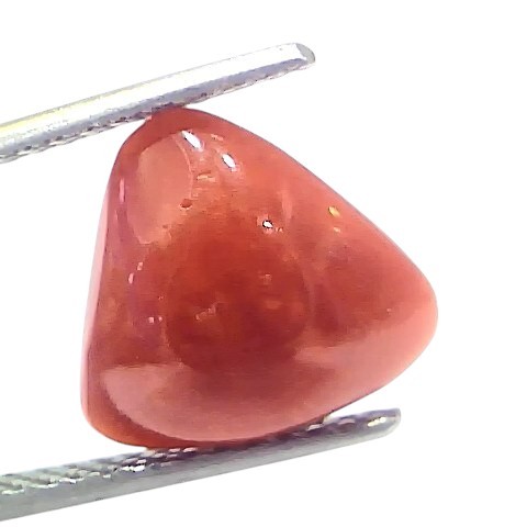 5.14 Ct Natural Italian Triangle Red Coral Trikon Moonga Gemstone 5.14 Ct Natural Italian Triangle Red Coral Trikon Moonga Gemstone