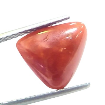 5.14 Ct Natural Italian Triangle Red Coral Trikon Moonga Gemstone 5.14 Ct Natural Italian Triangle Red Coral Trikon Moonga Gemstone