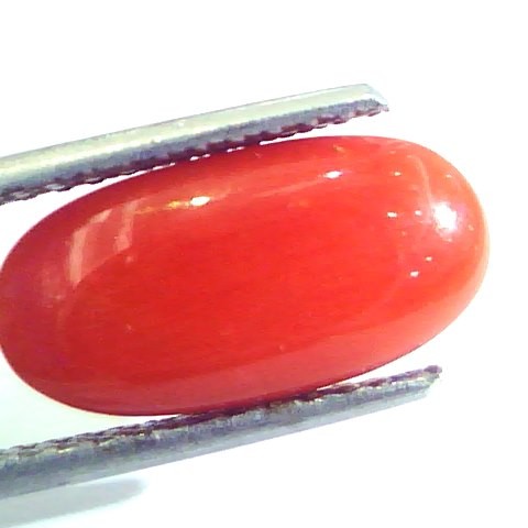 5.26 Ct Untreated Natural Premium Italian Red Coral AAAAA