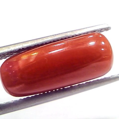 5.21 Ct 5.78 Ratti Natural Untreated Italian Red Coral Moonga Gems