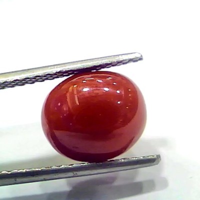 5.07 Ct 8.45 Ratti Natural Italian Red Coral Moonga Gemstone