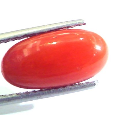 5.26 Ct Untreated Natural Premium Italian Red Coral AAAAA