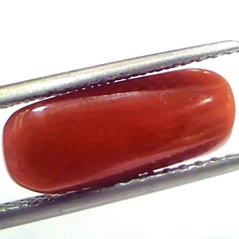 5.21 Ct 5.78 Ratti Natural Untreated Italian Red Coral Moonga Gems
