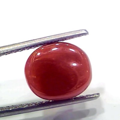 5.07 Ct 8.45 Ratti Natural Italian Red Coral Moonga Gemstone
