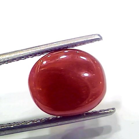 5.07 Ct 8.45 Ratti Natural Italian Red Coral Moonga Gemstone