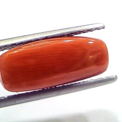 5.23 Ct 5.81 Ratti Natural Untreated Italian Red Coral Moonga Gems