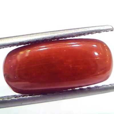 5.24 Ct 8.7 Ratti Natural Untreated Italian Red Coral Moonga Gems