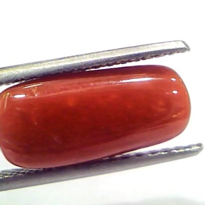 5.24 Ct 8.7 Ratti Natural Untreated Italian Red Coral Moonga Gems