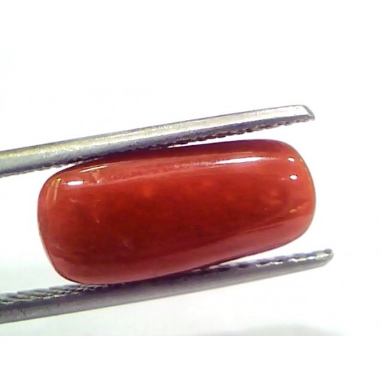 5.24 Ct 8.7 Ratti Natural Untreated Italian Red Coral Moonga Gems