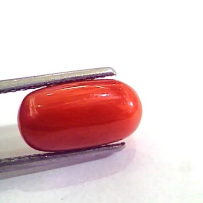 5.20 Ct 9 Ratti Natural Italian Red Coral Moonga Gemstone AAAA
