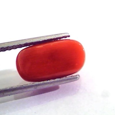 5.20 Ct 9 Ratti Natural Italian Red Coral Moonga Gemstone AAAA