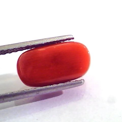 5.20 Ct 9 Ratti Natural Italian Red Coral Moonga Gemstone AAAA