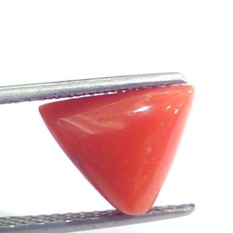 5.19 Ct 5.76 Ratti Natural Italian Triangle Red Coral Moonga Gemstone