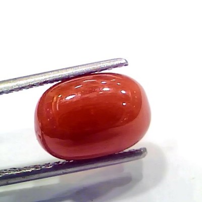 5.14 Ct 5.71 Ratti Natural Italian Red Coral Moonga Gemstone