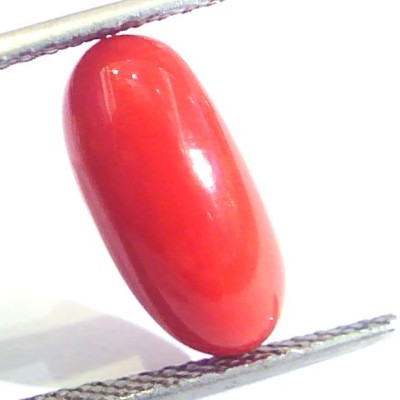 5.27 Ct Untreated Natural Premium Italian Red Coral AAAAA