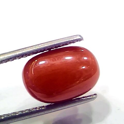 5.14 Ct 5.71 Ratti Natural Italian Red Coral Moonga Gemstone