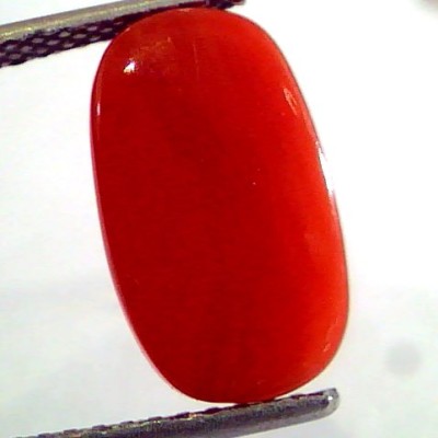 5.23 Ct Untreated Natural Premium Italian Red Coral AAAAA