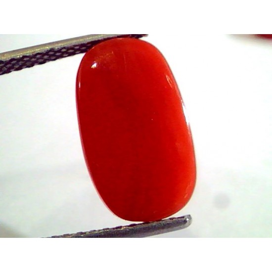 5.23 Ct Untreated Natural Premium Italian Red Coral AAAAA