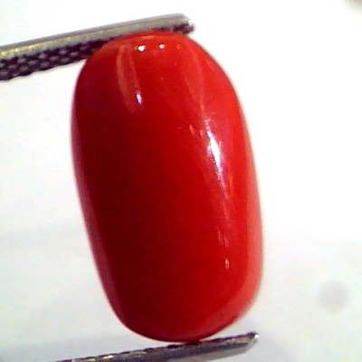 5.23 Ct Untreated Natural Premium Italian Red Coral AAAAA
