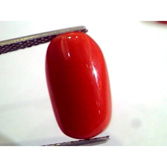 5.23 Ct Untreated Natural Premium Italian Red Coral AAAAA