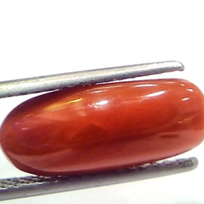 5.33 Ct 8.8 Ratti Natural Untreated Italian Red Coral Moonga Gems