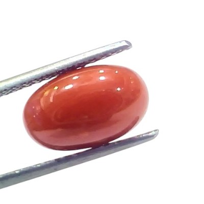 5.29 Ct 5.84 Ratti Natural Untreated Italian Red Coral Moonga AAAAA 5.29 Ct 5.84 Ratti Natural Untreated Italian Red Coral Moonga AAAAA