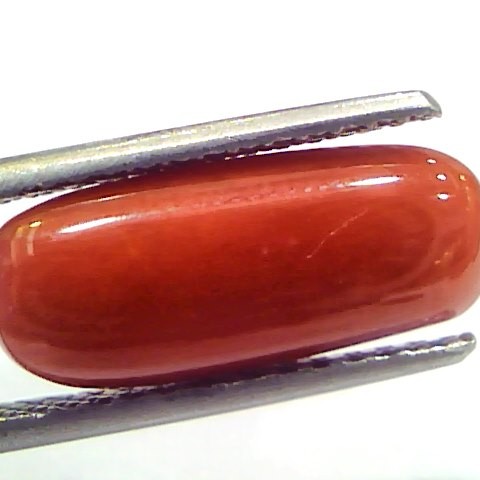 5.33 Ct 8.8 Ratti Natural Untreated Italian Red Coral Moonga Gems