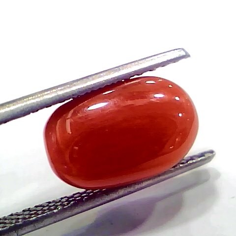 5.22 Ct 5.8 Ratti Natural Italian Red Coral Moonga Gemstone