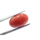 5.25 Ct 5.84 Ratti Natural Untreated Italian Red Coral Moonga AAAAA