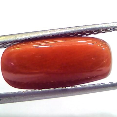 5.33 Ct 8.8 Ratti Natural Untreated Italian Red Coral Moonga Gemstone