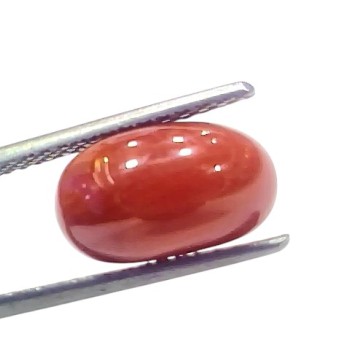 5.31 Ct 5.85 Ratti Natural Untreated Italian Red Coral Moonga AAAAA 5.31 Ct 5.85 Ratti Natural Untreated Italian Red Coral Moonga AAAAA