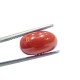 5.26 Ct 5.85 Ratti Natural Untreated Italian Red Coral Moonga AAAAA