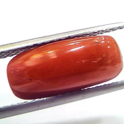 5.33 Ct 8.8 Ratti Natural Untreated Italian Red Coral Moonga Gemstone