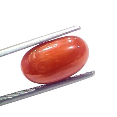 5.31 Ct 5.85 Ratti Natural Untreated Italian Red Coral Moonga AAAAA