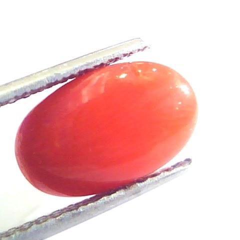 5.46 Ct Untreated Natural Premium Italian Red Coral AAAAA