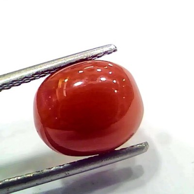 5.40 Ct 9 Ratti Natural Italian Red Coral Moonga Gemstone