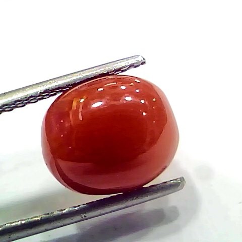 5.40 Ct 9 Ratti Natural Italian Red Coral Moonga Gemstone