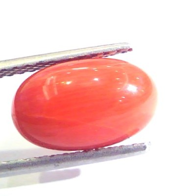 5.46 Ct Untreated Natural Premium Italian Red Coral AAAAA